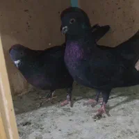 کفتر زاغ تیر ماهی