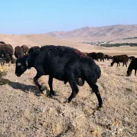بره قوچ قره چال