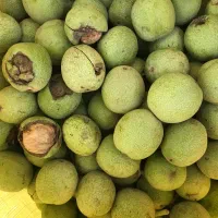 گردو با پوست سبز تازه و درجه یک چهارباغ