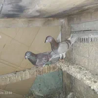 کبوتر