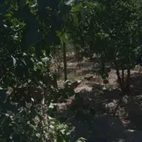 ۲۰۰متر باغچه بر جاده ایستگاه راه اهن پیشوا