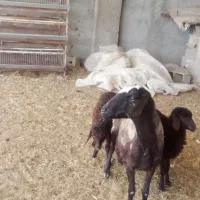 میش و قوچ