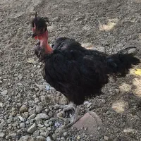مرغ گردن لخت