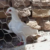 دم زرد بدوخال