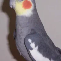 پرنده