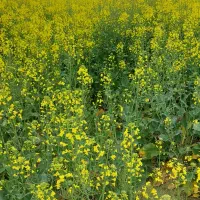 فروش-زمین-کشاورزی-با-چاه-برقی
