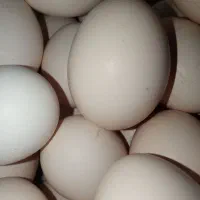 آشامیدنی .تخم مرغ وتخم شاخک نطفه دار