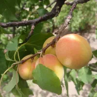 زمین مسکونی سربیژن فول امکانات