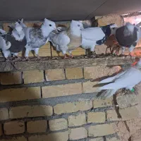 تعداد ۱۰ عدد طوقی