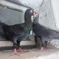 کفتر|پرنده|تهران, صاحب الزمان|دیوار