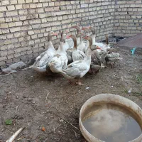 مرغ وغاز