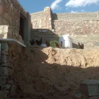 5تامرغ تخم گذار