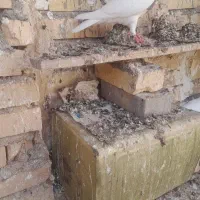طوقی سرخ کاکلی خوشرنگ ماده بی عیب