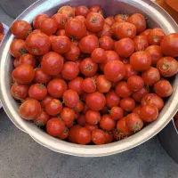 رب خونگی