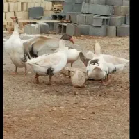 فروش و معاوضه غاز
