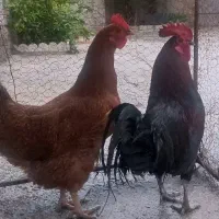 مرغ و خروس کوردی