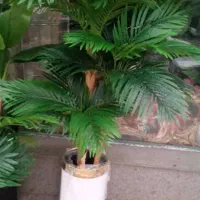 درختچه کنتیا