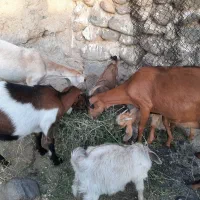 فروشی بز