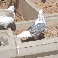 کبوتر پرشی درجه یک