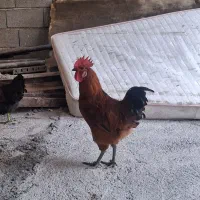 خروس ۱۰ ماهه بالغ