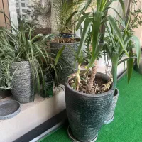 گل و گلدان ها