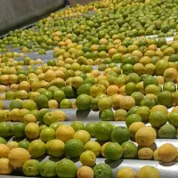 لیمو آبگیری