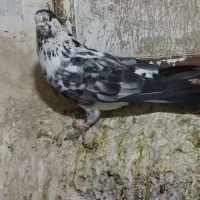 تعدادی کبوتر کفتر غریب گیر