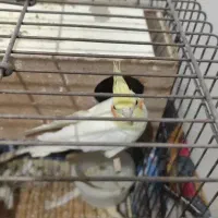 یک جفت عروس هلندی با قفس