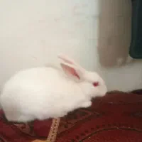 4عدد خرگوش حراج