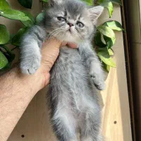 گربه|گربه|گرمدره, |دیوار