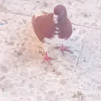 شهری . لوت نر