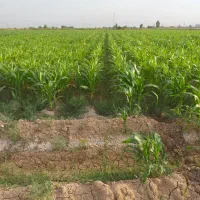 فروش ذرت علوفه خوزستان درو نشده