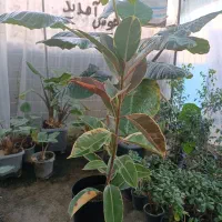 گل فیکوس شرابی ابلق شرابی ۱ متر ارسال رایگان+ هدیه