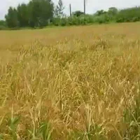 زمین-کشاورزی-برنج-طارم-محلی-درجه-یک