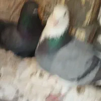کبوتر شازده صحرایی