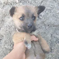 واگذاری توله سگ