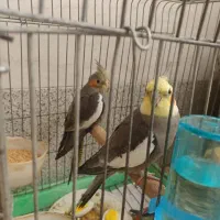 عروس هلندی
