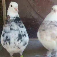 کبوتر دو تا نر طوقی