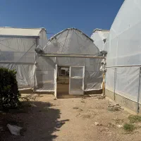 نشا کاهو کلم و کرفس