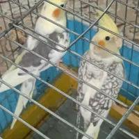 عروس هلندی