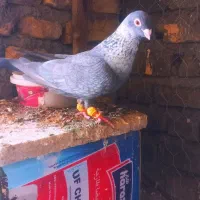 موشی نرماده ماده تک