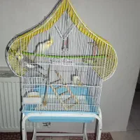 عروس هلندی سخنگو