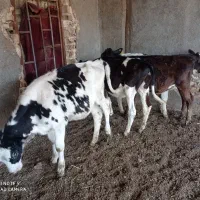 گوساله ماده