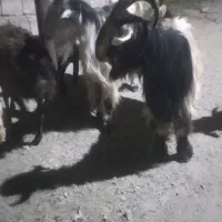۲راس دوبر جلو رو نترس