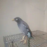 مینا سخنگو با قفس