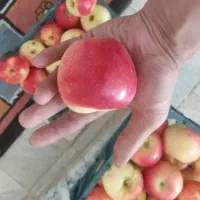 سیب درختی لوکس و درجه یک قرمز سفت و سیب درختی سبز