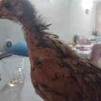 حیوانات