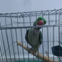 شاه طوطی