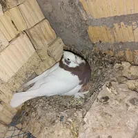 کبوتر|پرنده|داراب, |دیوار