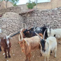 نر بز|حیوانات مزرعه|ساوه, |دیوار